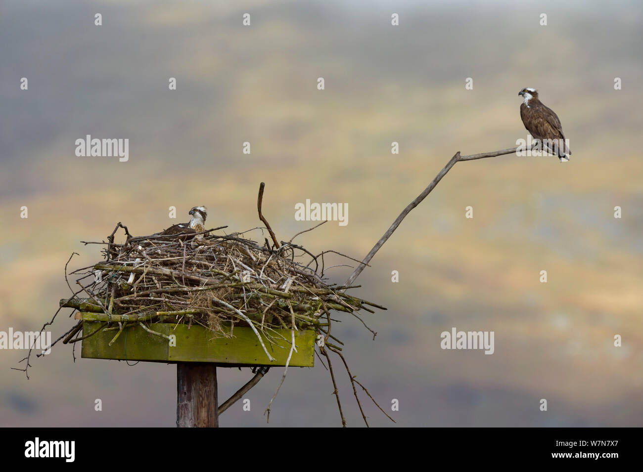 Falco pescatore (Pandion haliaetus) maschio e femmina (Nora e Monty) sul nido. Dyfi Estuary, Wales, Regno Unito, Aprile. Prese con un piano di lavoro 1 licenza dalla Campagna del Consiglio del Galles. Foto Stock