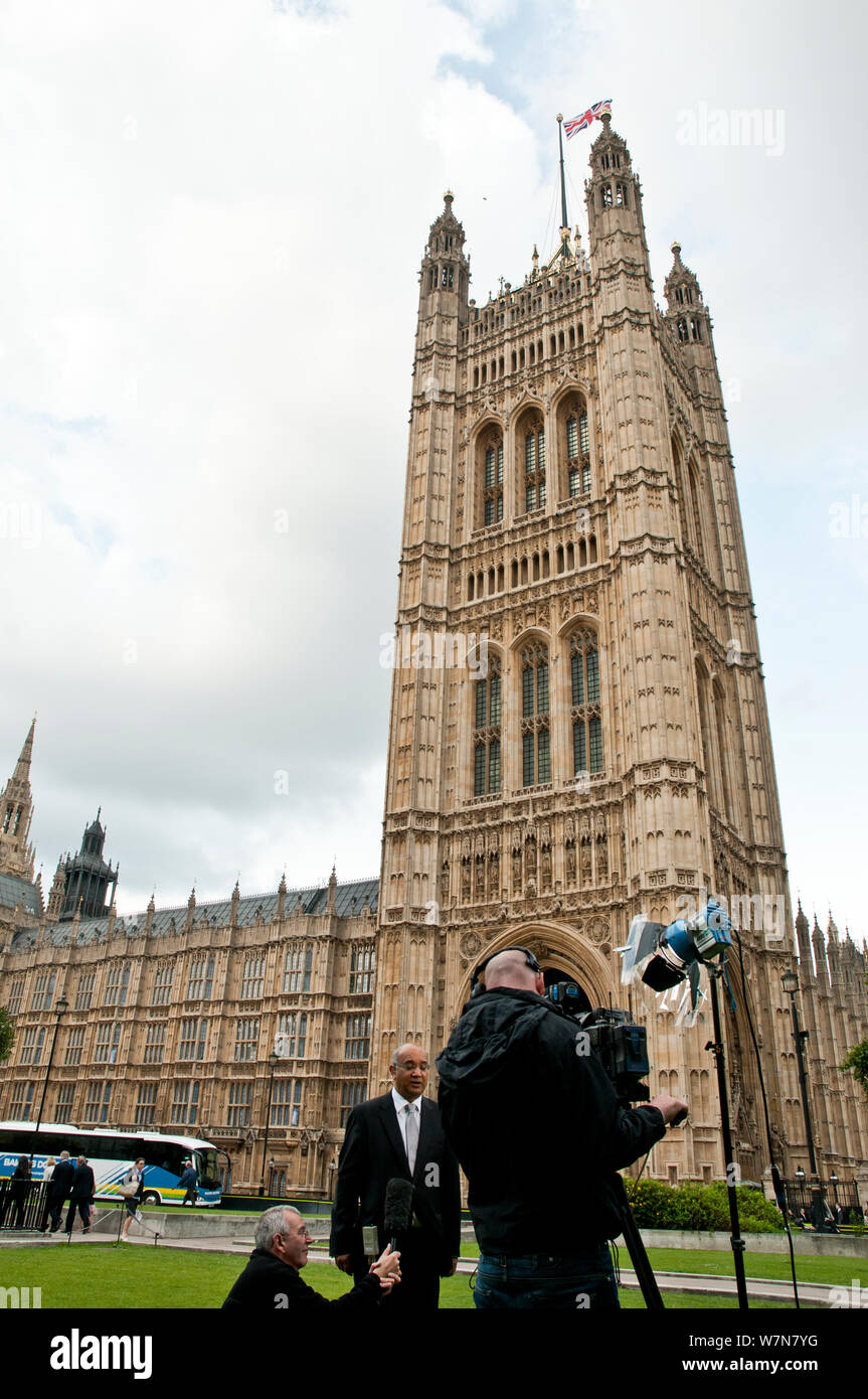Il novellame di falco pellegrino (Falco peregrinus) battenti intorno le Case del Parlamento nel corso di un colloquio di notizie. Il centro di Londra, Luglio 2011 Foto Stock