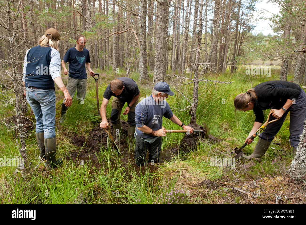 RSPB personale e ai volontari la costruzione di una diga naturale per creare spazio di bosco umido, RSPB Abernethy riserva forestale, Cairngorms National Park, Scozia, settembre 2011, modello rilasciato Foto Stock