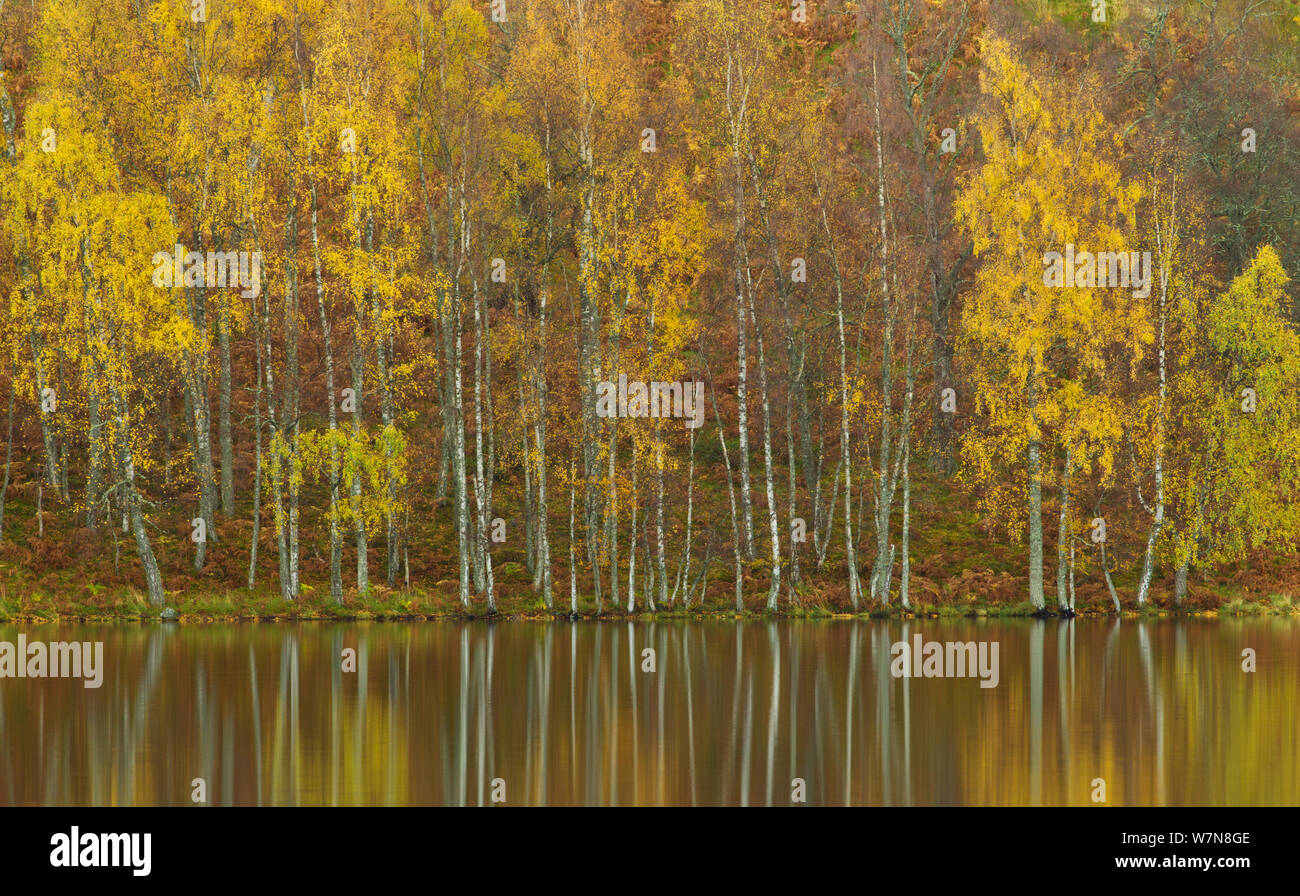 Argento betulle (Betula pendula) riflesso in Loch Pityoulish in autunno, Cairngorms National Park, Scotland, Regno Unito Foto Stock