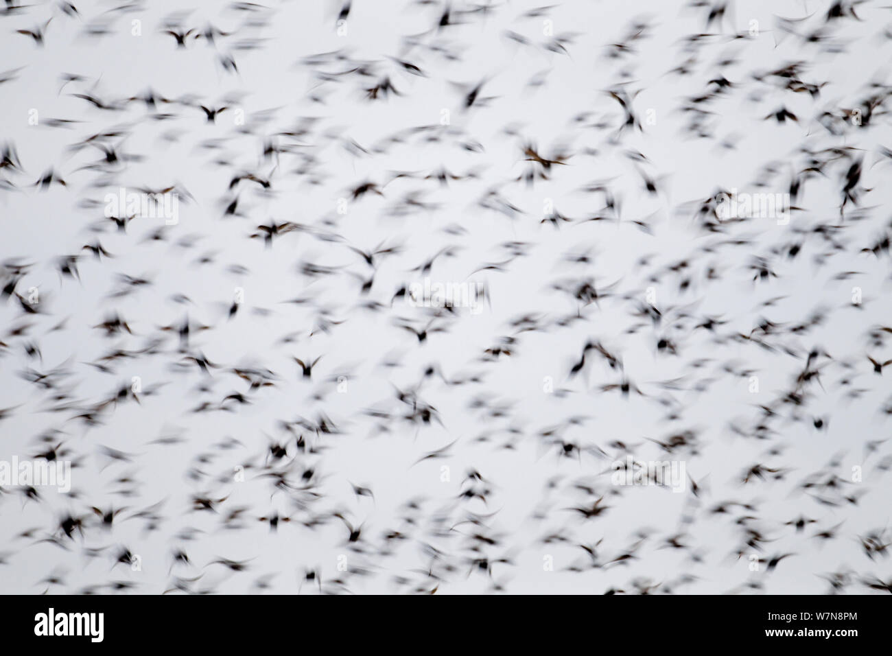 Per gli storni (Sturnus vulgaris) gregge in volo. Solway Firth, Scozia, Novembre. Foto Stock
