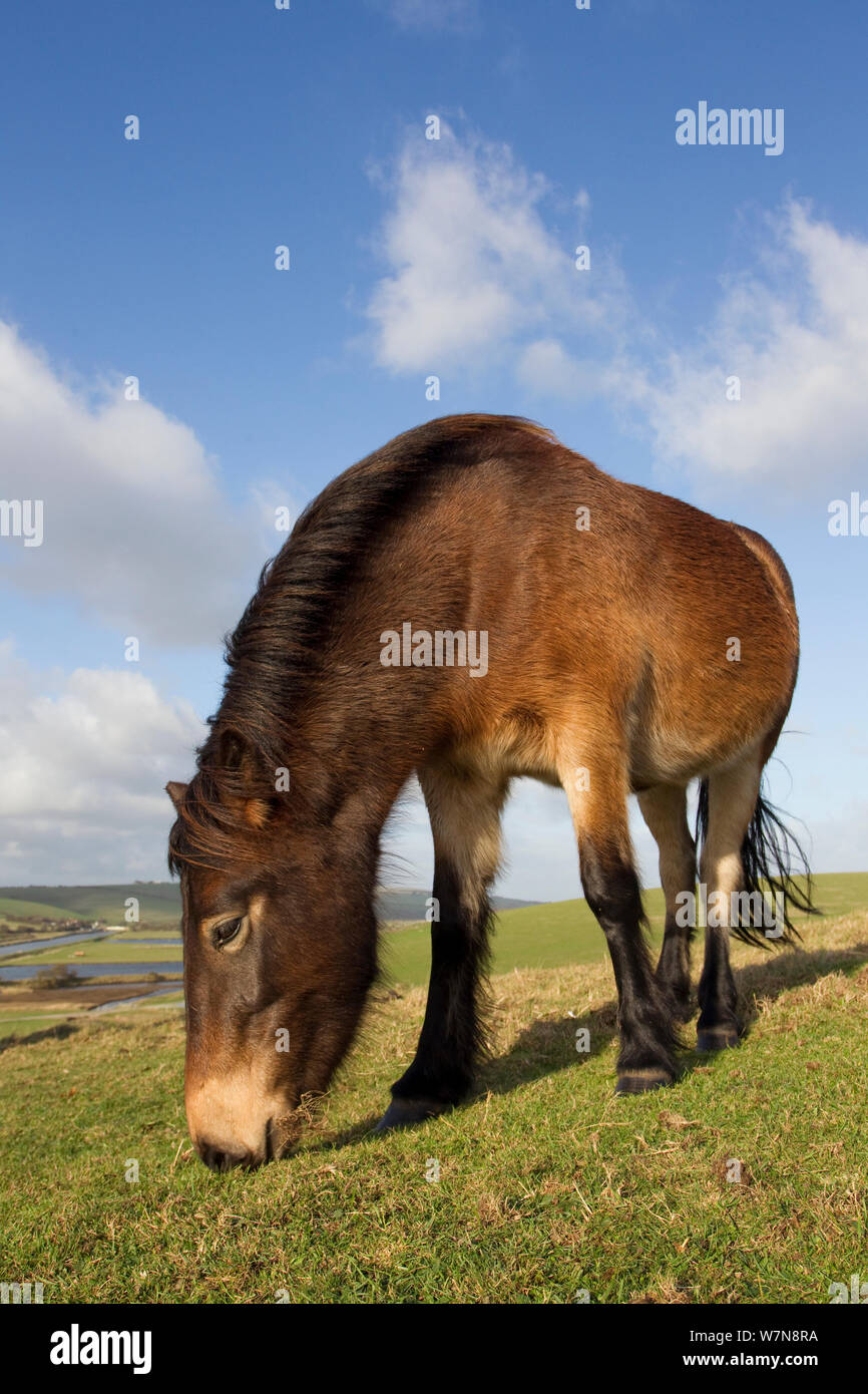 Exmoor Pony (Equus caballus) pascolo a sette sorelle Country Park, South Downs, Inghilterra, Novembre. Foto Stock