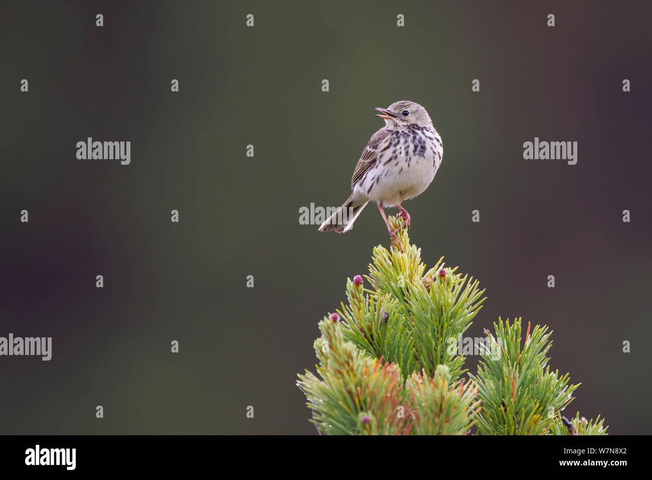 Meadow Pipit (Anthus pratensis) cantare dal pino silvestre, Glenfeshie, Scozia, Giugno. Foto Stock