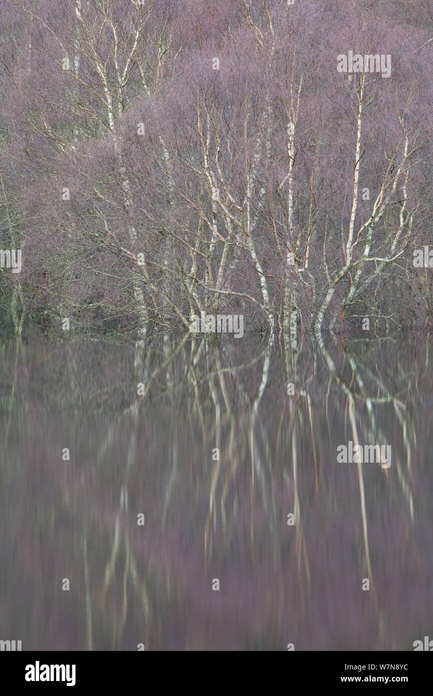 Riflessioni di bosco in acque alluvionali del fiume Spey, Scozia, Dicembre. Foto Stock