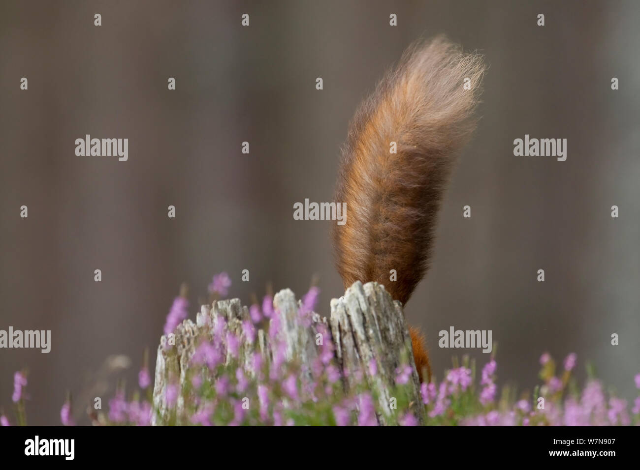 Red scoiattolo (Sciurus vulgaris), la coda scompare dietro il moncone in fioritura heather. Inshriach Forest, Scozia, Settembre. Foto Stock