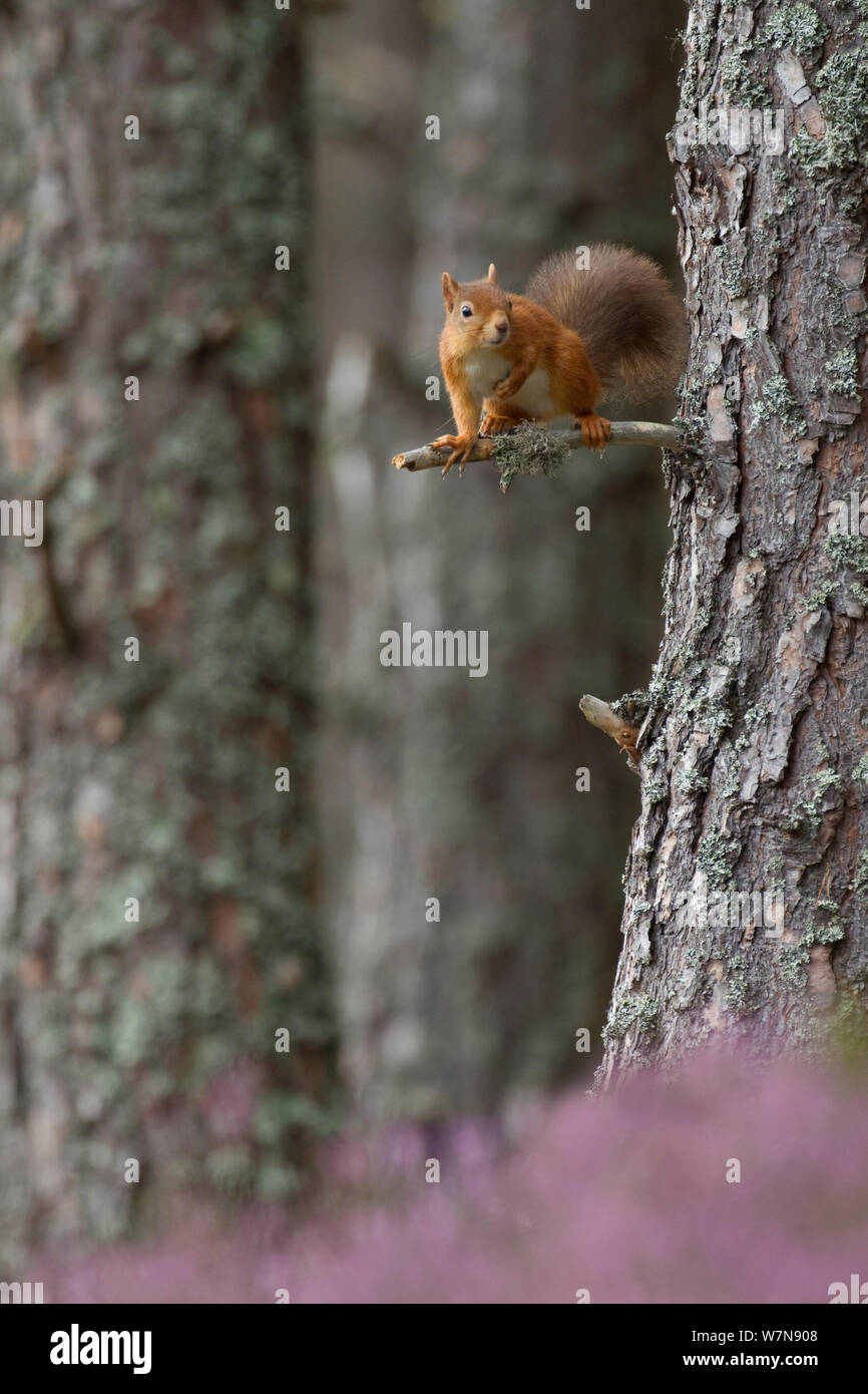 Red scoiattolo (Sciurus vulgaris) su pino sopra trunk fioritura heather. Inshriach Forest, Scozia, Settembre. Foto Stock