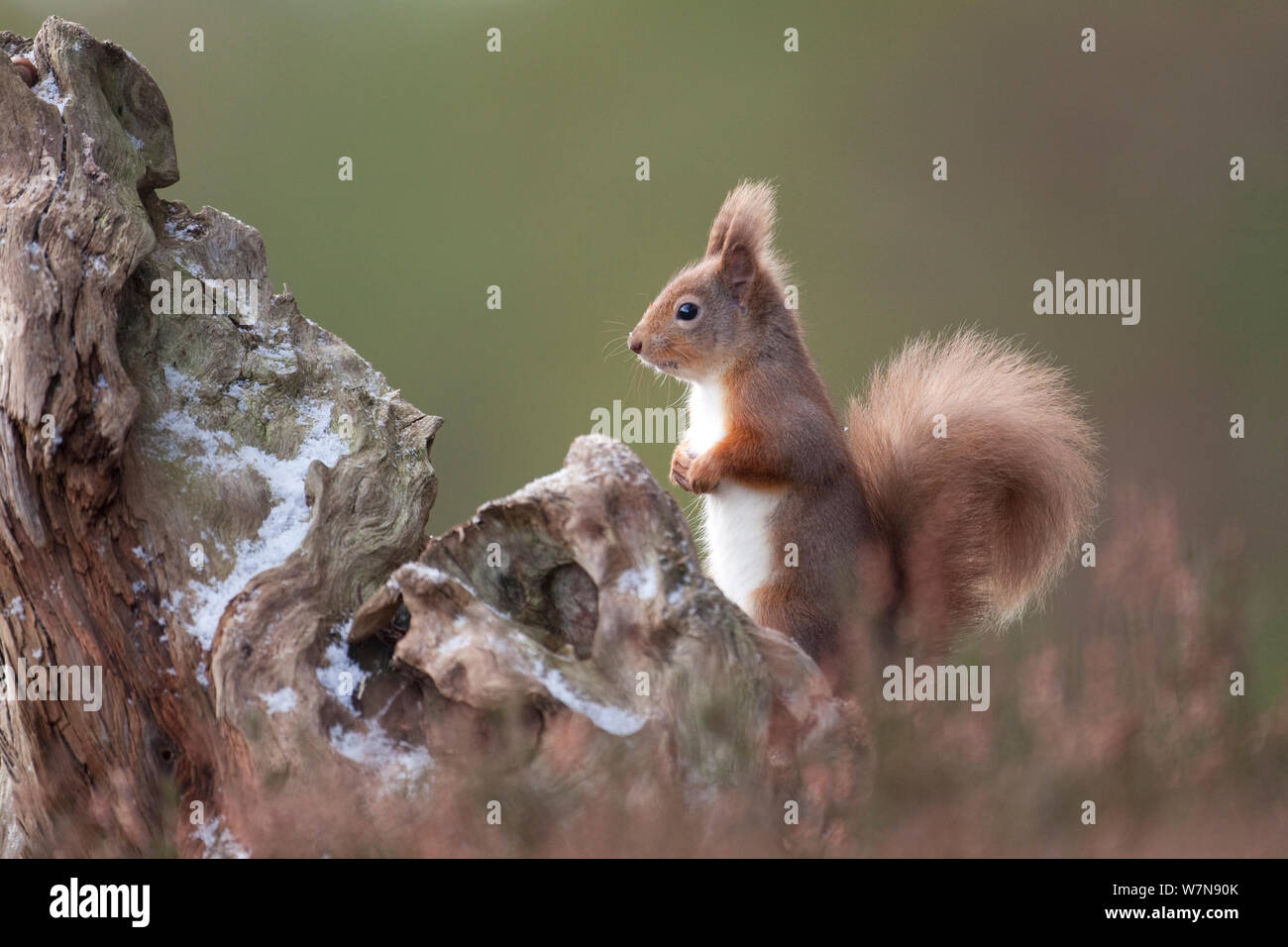 Red scoiattolo (Sciurus vulgaris) nella foresta di pini. Glenfeshie, Scozia, Dicembre. Foto Stock