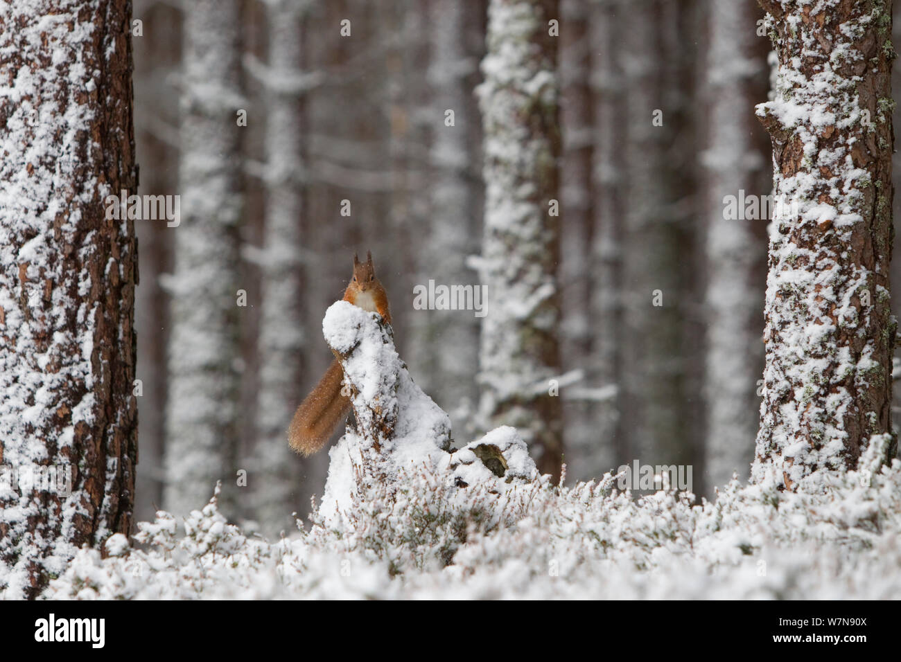 Red scoiattolo (Sciurus vulgaris) nella foresta di pini. Glenfeshie, Scozia, Gennaio.Lo sapevate? Gli scoiattoli rossi hanno cinque dita ma solo quattro dita! Foto Stock
