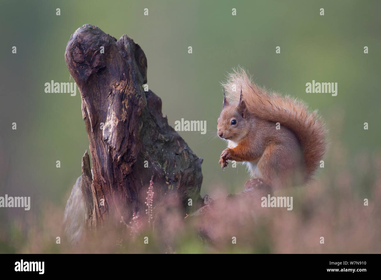 Red scoiattolo (Sciurus vulgaris) nella foresta di pini. Glenfeshie, Scozia, Dicembre. Foto Stock