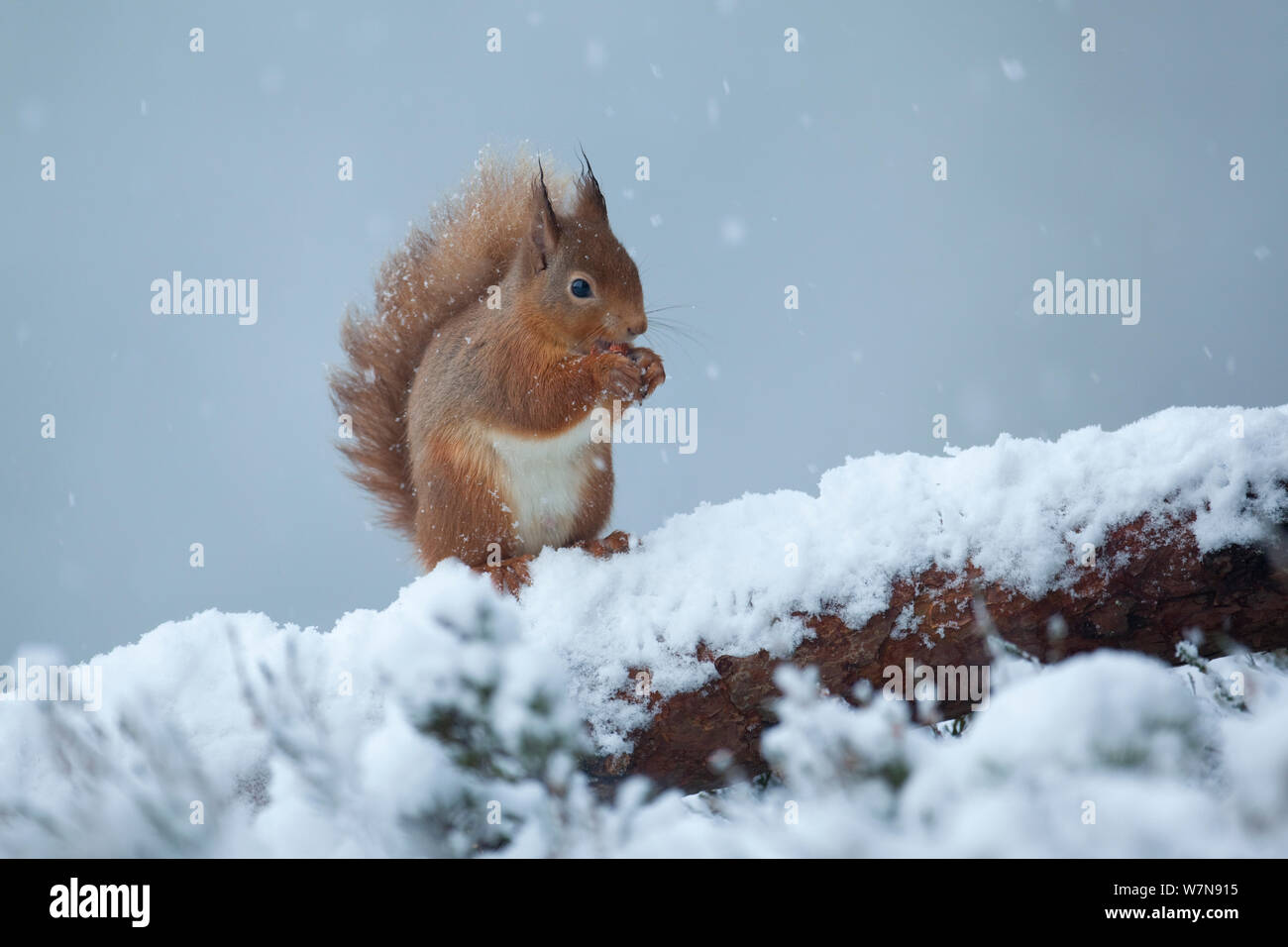 Red scoiattolo (Sciurus vulgaris) alimentazione in caduta di neve. Glenfeshie, Scozia, gennaio. Foto Stock