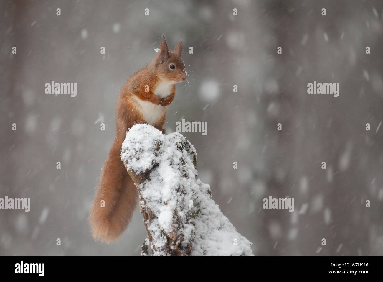 Red scoiattolo (Sciurus vulgaris) in presenza di neve sulla foresta di pini. Glenfeshie, Scozia, gennaio. Foto Stock