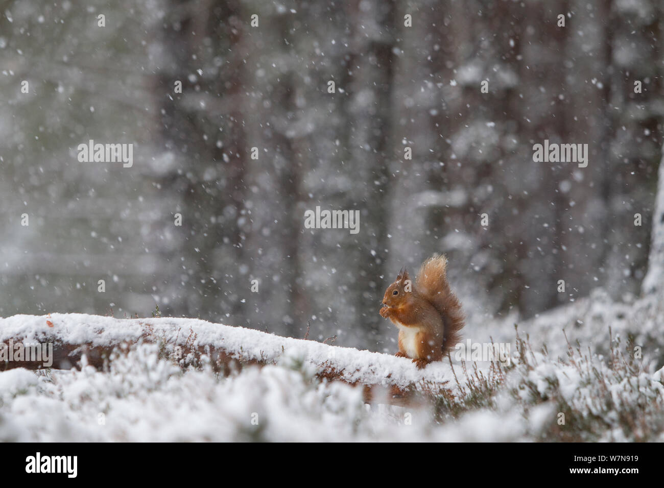 Red scoiattolo (Sciurus vulgaris) alimentazione in forte nevicata. Glenfeshie, Scozia, gennaio. Foto Stock