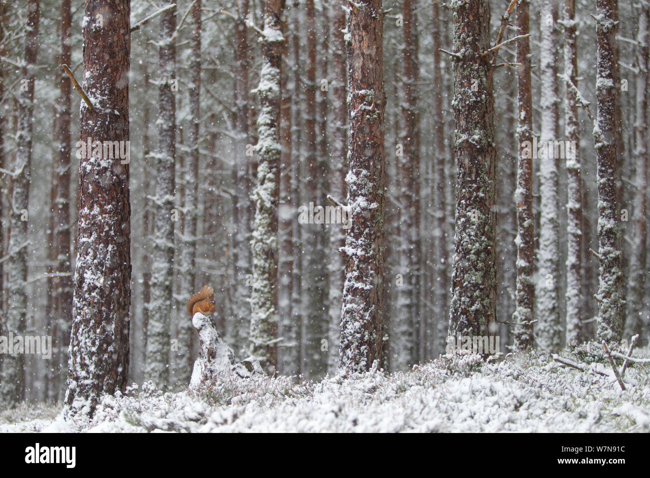 Red scoiattolo (Sciurus vulgaris) in presenza di neve sulla foresta di pini. Glenfeshie, Scozia, gennaio. Foto Stock