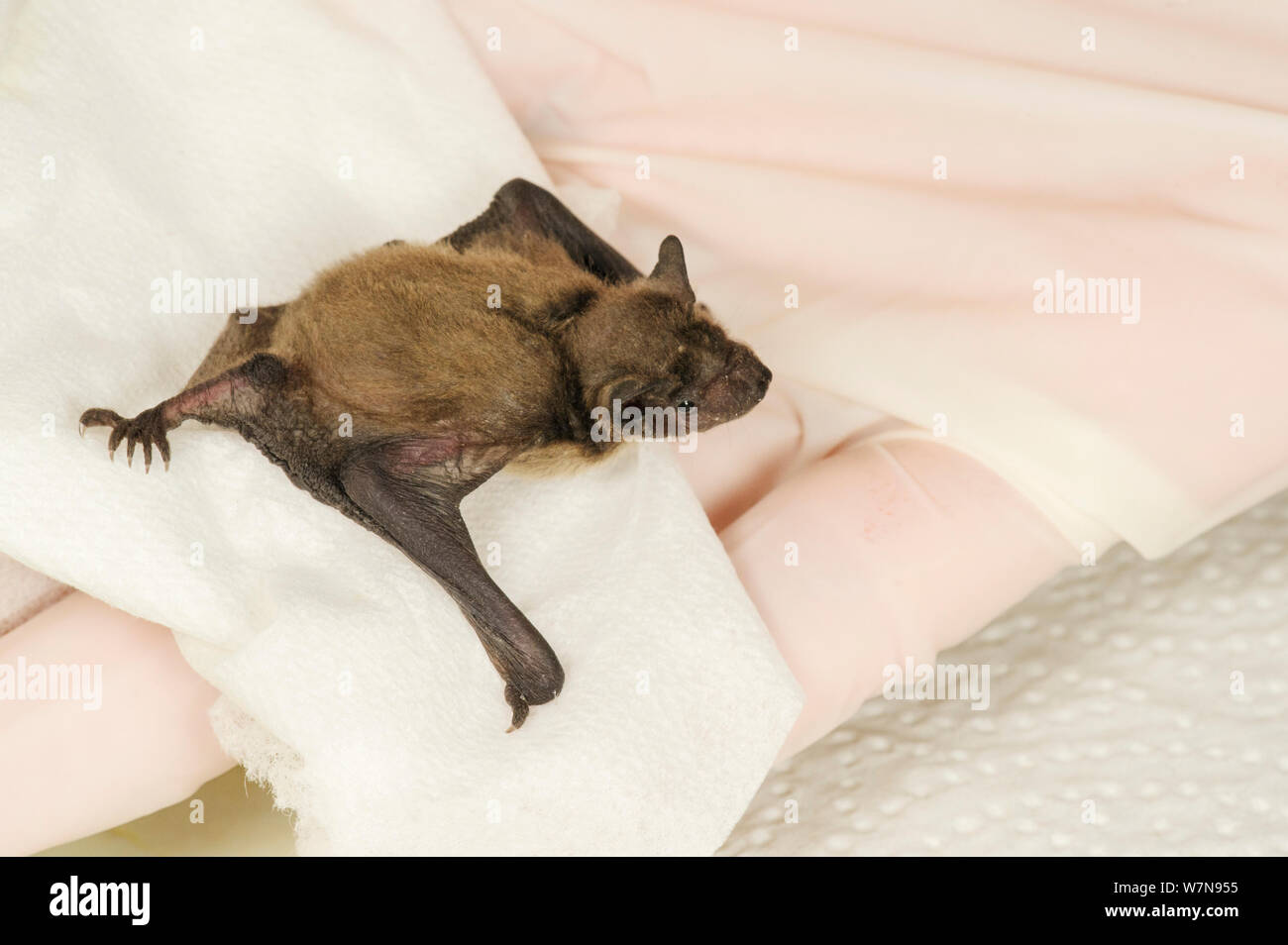 Nathusius' (Pipistrelle Pipistrellus nathusii). Orfano a mano sollevata da Kent Bat Gruppo. Kent, Regno Unito, Giugno. Foto Stock