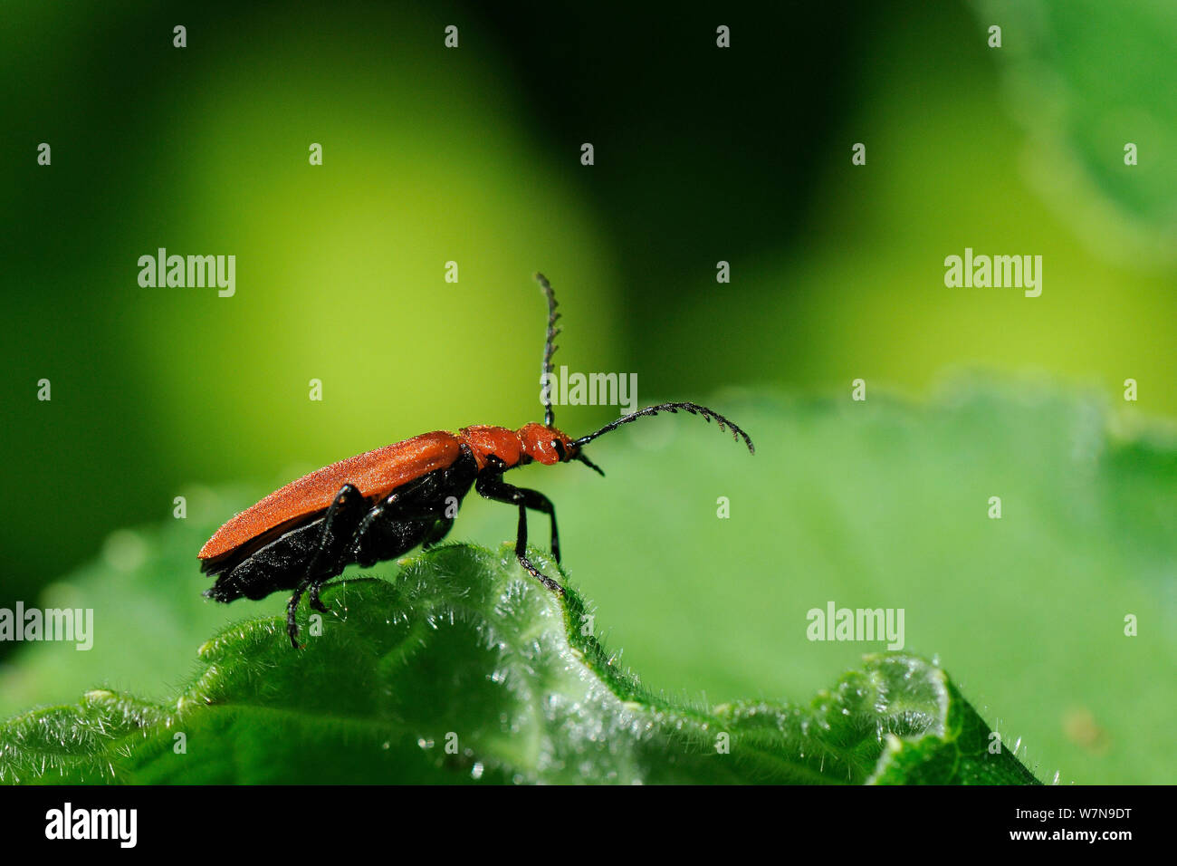 Red-headed Cardinale Beetle (Pyrochroa serraticornis) in piedi su una foglia nel bosco, riscontrato durante il sondaggio Bioblitz a Arnos Vale cimitero, Bristol, Regno Unito, maggio 2012 Foto Stock