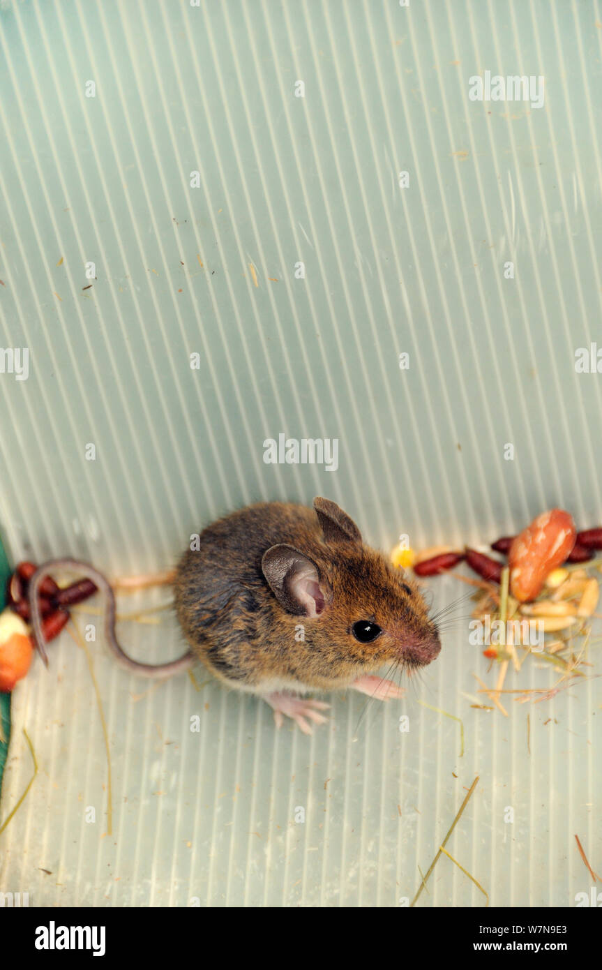 Legno giovane mouse / Long-tailed field mouse (Apodemus sylvaticus) live-intrappolato durante un sondaggio Bioblitz a Abbots Piscina e riserva di bosco, Bristol, Regno Unito, Giugno 2012. Foto Stock