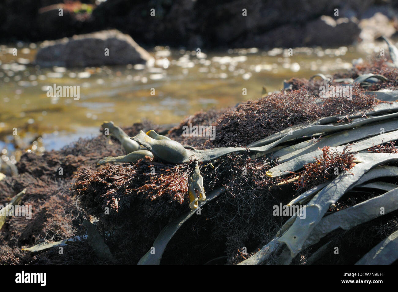 Epiphytic alga rossa (Polysiphonia lanosa) cresce in ciuffi sul annodato wrack (alga marina Ascophyllum nodosum) su una spiaggia rocciosa, con la marea crescente in background, Wembury, Devon, Regno Unito, Agosto. Foto Stock