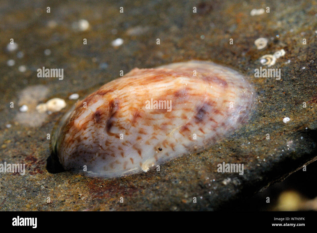 Young American slipper limpet (Crepidula fornicata) una peste invasiva di ostriche in Europa, attaccato ad un masso trovato bassa su una spiaggia rocciosa, vicino a Colchester, Regno Unito, Agosto. Foto Stock