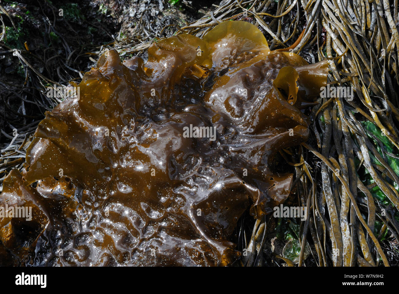 Close up dettaglio di grandi frilly frond di zucchero kelp (Saccharina latissima) attaccata a rocce molto bassa sul riparata spiaggia rocciosa a fianco Thongweed (Himanthalia elongata), Helford River, Cornwall, Regno Unito, Agosto. Foto Stock