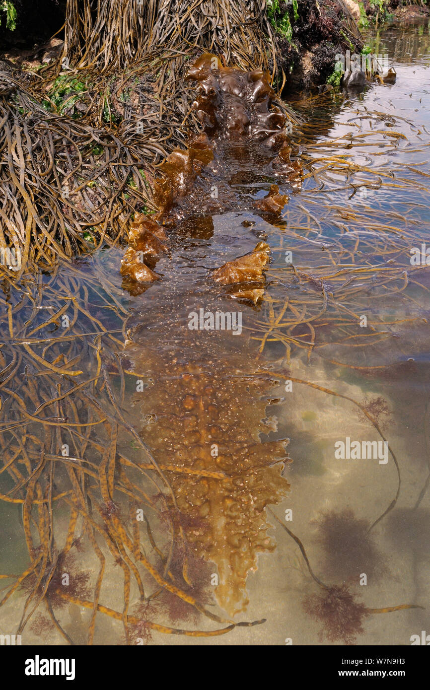 Grandi frilly frond di zucchero kelp (Saccharina latissima) attaccata a rocce molto bassa sul riparata spiaggia rocciosa a fianco Thongweed (Himanthalia elongata), Helford River, Cornwall, Regno Unito, Agosto. Foto Stock
