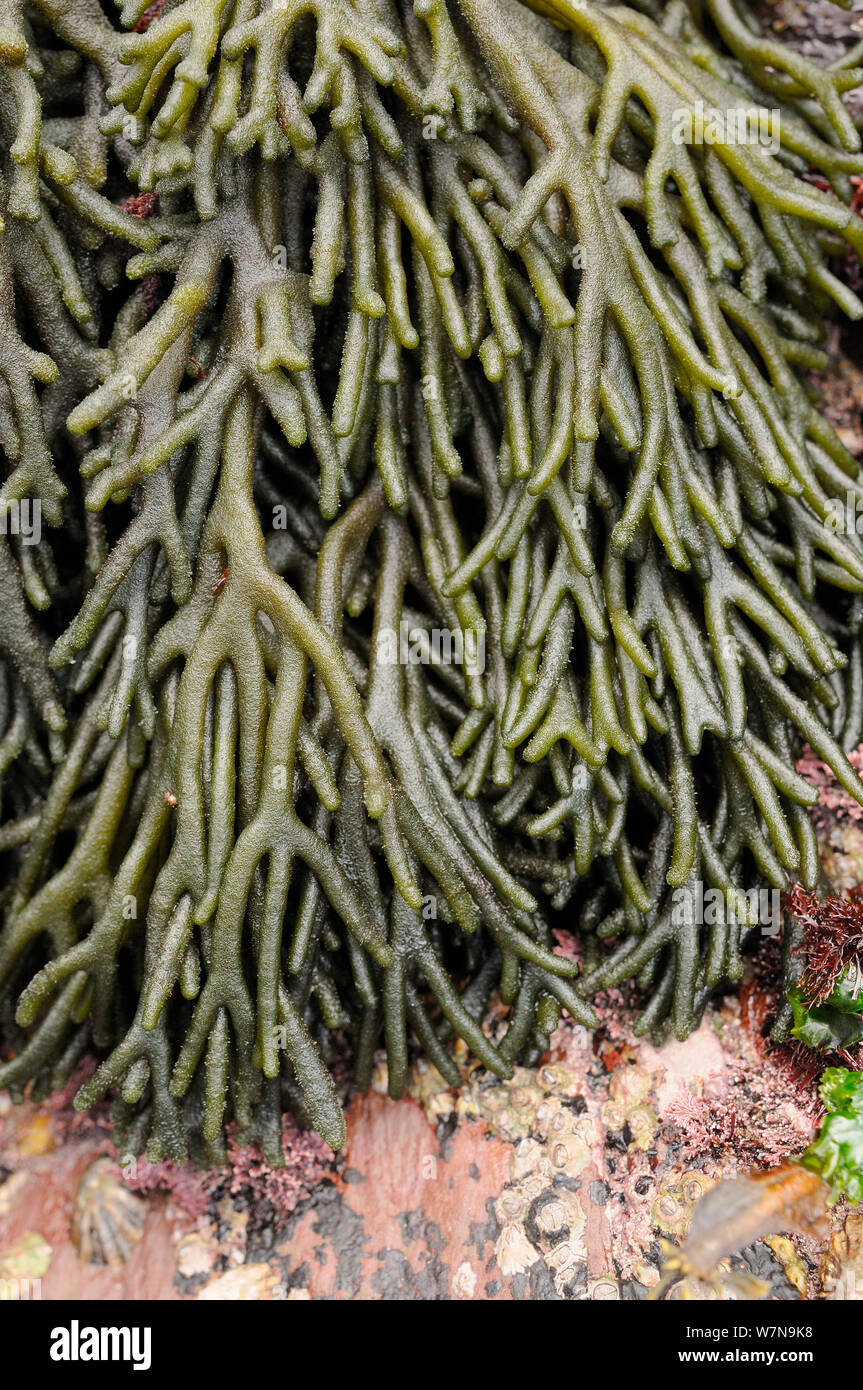 Close up di velluto avvisatore acustico / Spongeweed (Codium tomentosum) ramificazione fronde crescono sulle rocce a bassa sulla riva, Wembury, Devon, Regno Unito, Agosto. Foto Stock