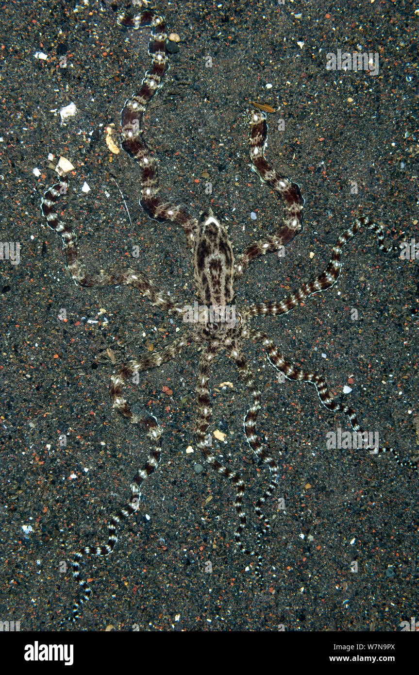 Mimic octopus (Thaumoctopus mimicus) nasconde, mezzo sepolto nella sabbia. Mare di Giava, Jati, Bali, Indonesia, Sud Est asiatico Foto Stock