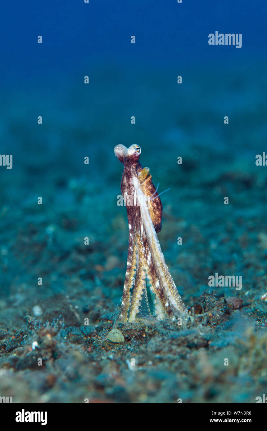 Un lungo braccio polpo (Octopus sp) guarda fuori dalla sua tana in una pendenza di macerie. Mare di Giava, Seraya, Tulamben, Bali, Indonesia, Sud Est asiatico Foto Stock