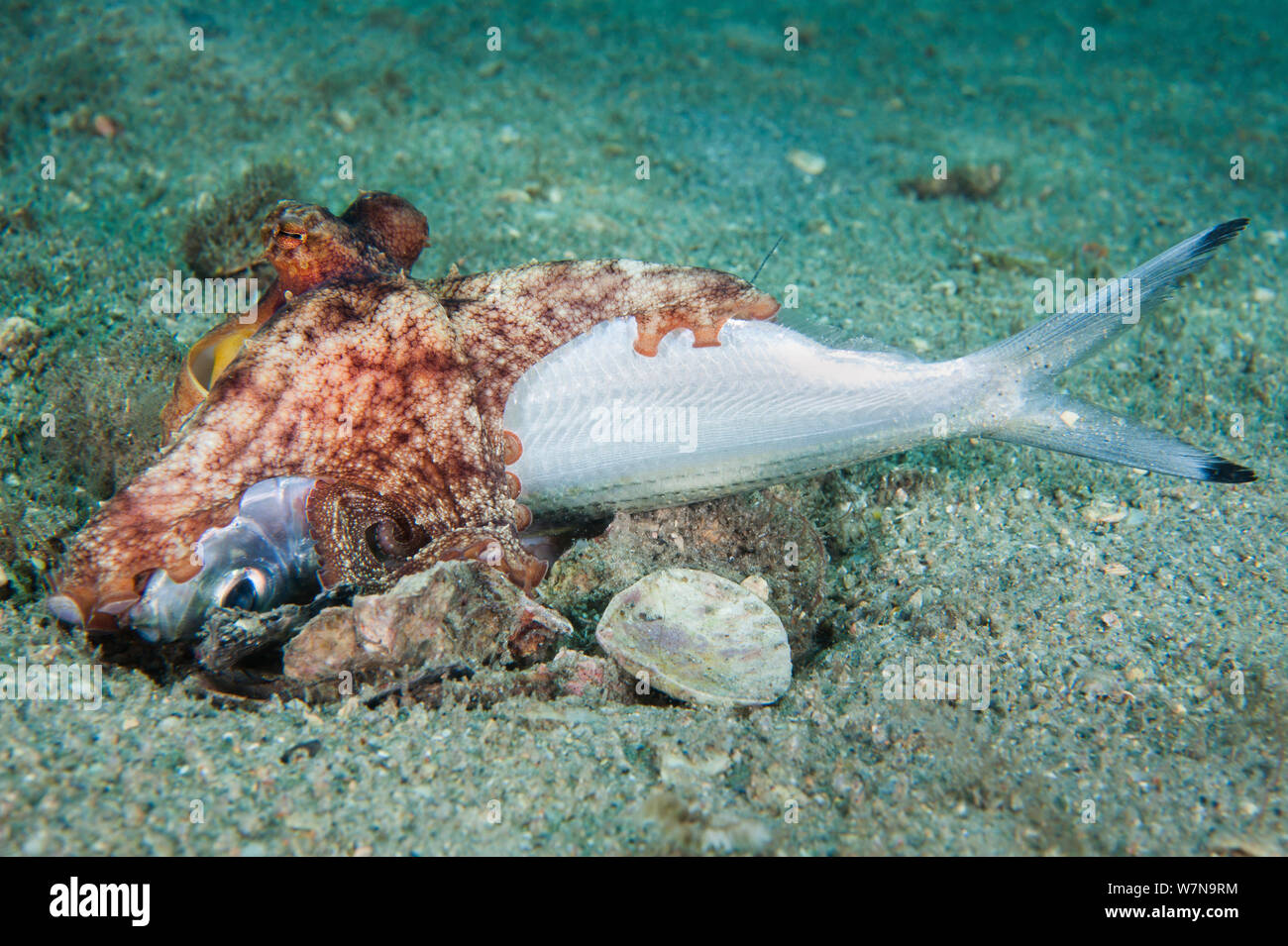 Un polpo (Octopus vulgaris) estrae un pesce morto, trascinandola nella sua tana. West Palm Beach, Florida, Stati Uniti d'America Foto Stock