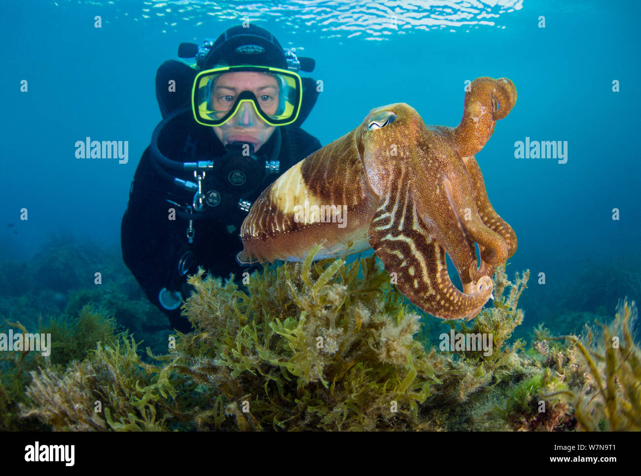 Un subacqueo incontra una seppia (Sepia officinalis) al di sopra di alghe, Baia di Xlendi, isola di Gozo, Malta, Mare Mediterraneo. Giugno 2012, Modello rilasciato Foto Stock
