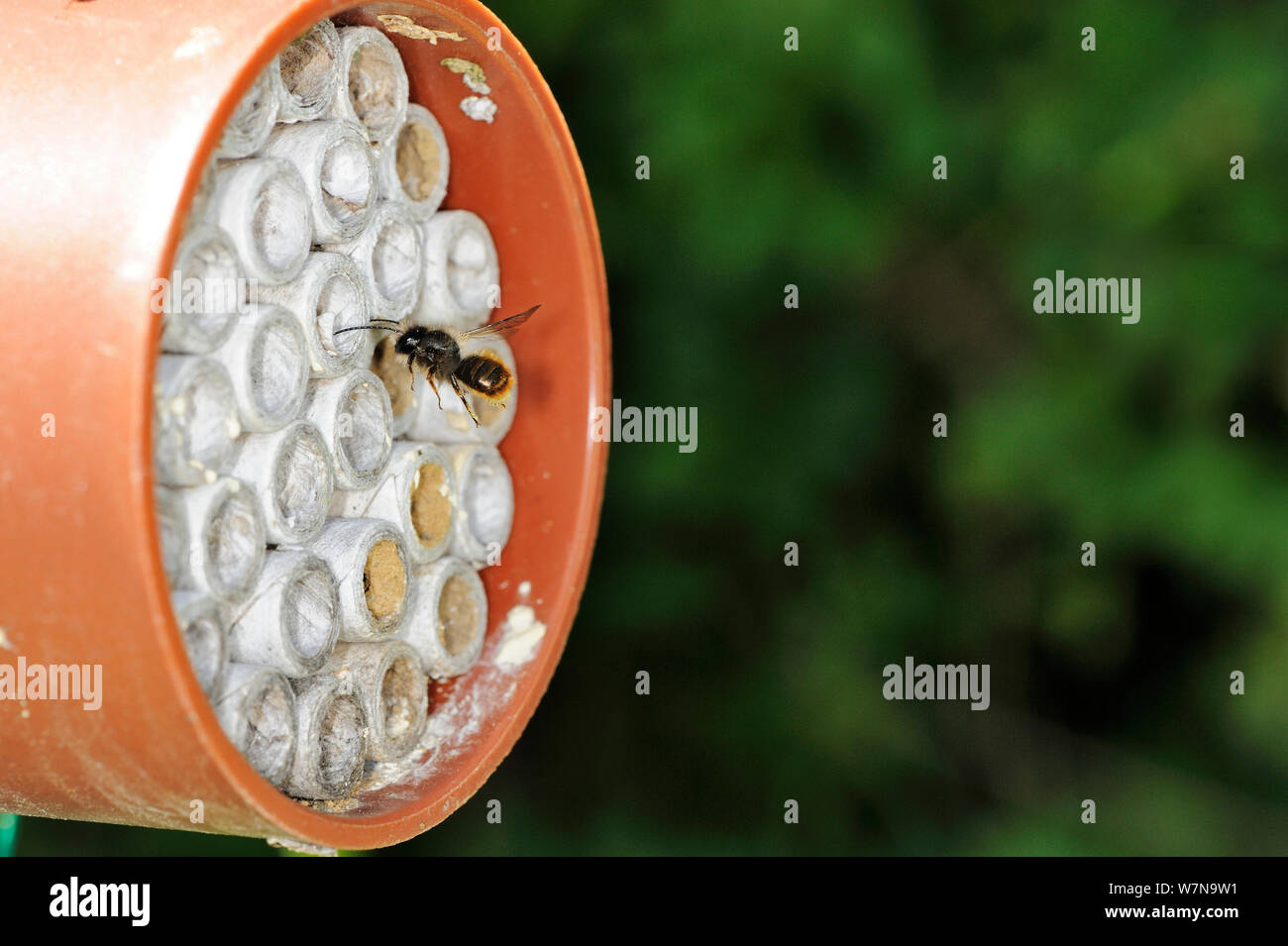 Insetti benefici per il raccolto di impollinazione, Red mason bee (Osmia rufa) battenti in costruito a tale scopo comprato commercialmente broodchamber, Norfolk, Regno Unito, maggio Foto Stock