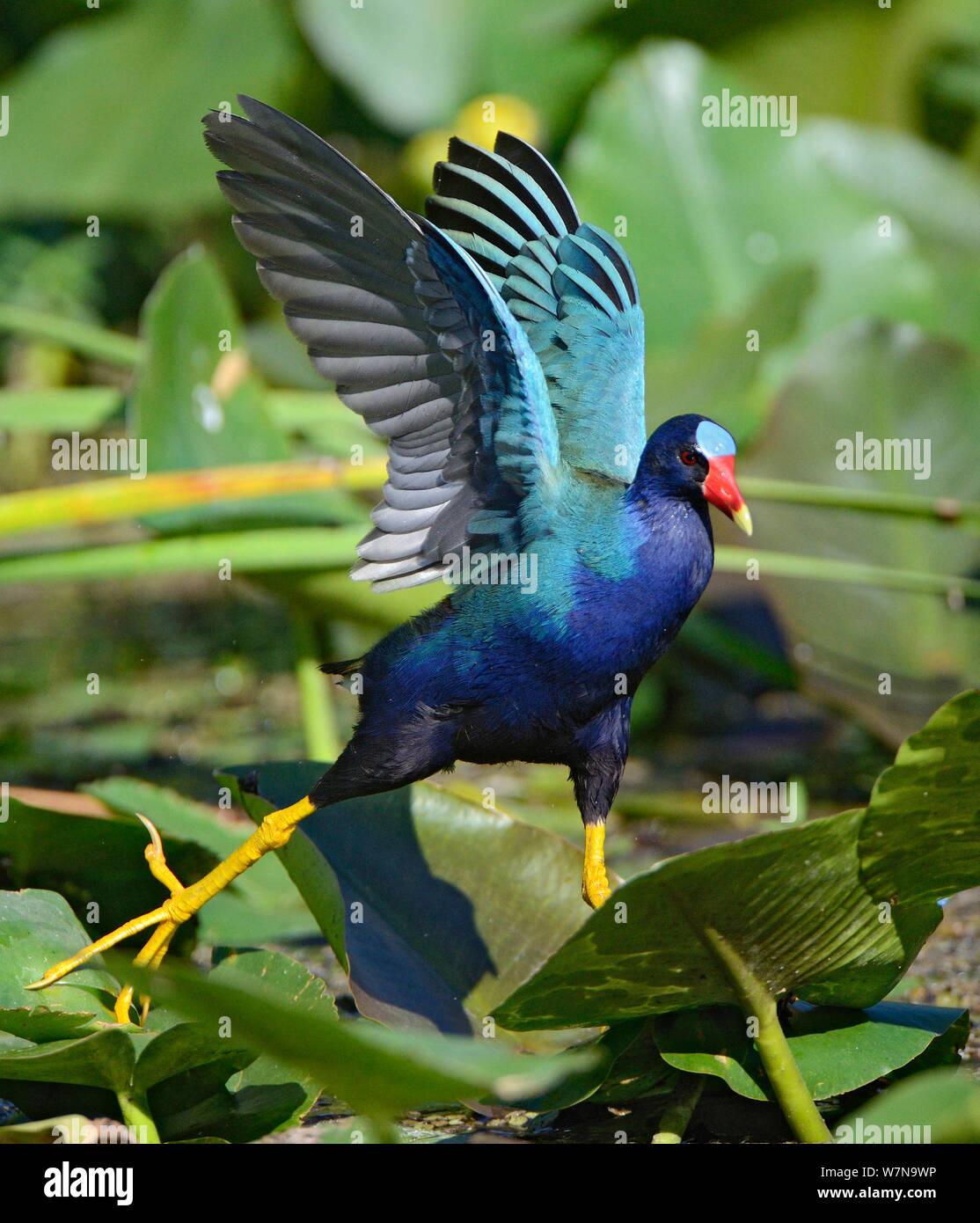 Pollo sultano (Porphyrio martinica) in movimento attraverso foglie di ninfea, Everglades National Park, Florida, USA, aprile Foto Stock