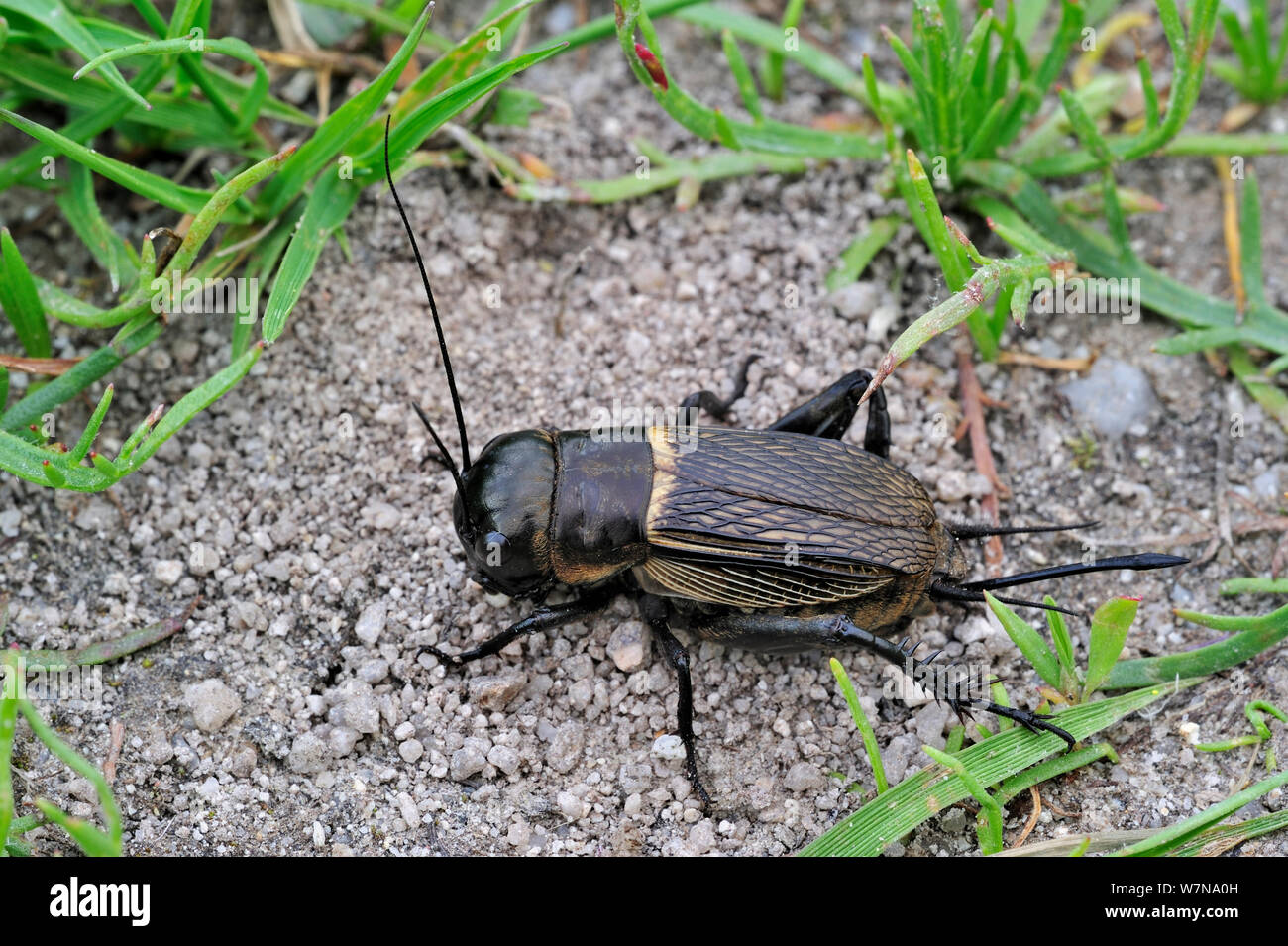 Campo cricket (Gryllus campestris) femmina mostra ovipositor per la deposizione delle uova, La Brenne, Francia Foto Stock