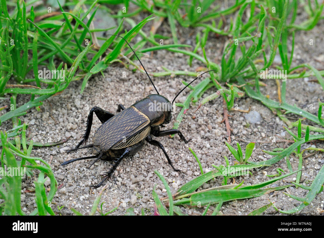 Campo cricket (Gryllus campestris) femmina mostra ovipositor per la deposizione delle uova, La Brenne, Francia Foto Stock