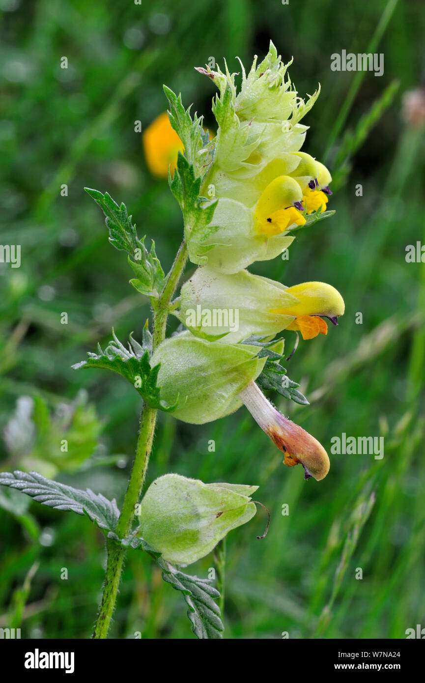 Maggiore sonaglio giallo (Rhinanthus angustifolius / Rhinanthus serotinus) in fiore, Pirenei, Francia Giugno Foto Stock