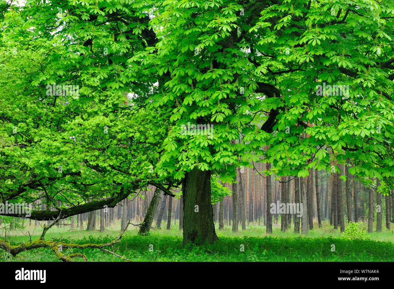 Horse torace-dado (Aesculus hippocastanum), Muritz Parco Nazionale di Germania, maggio Foto Stock