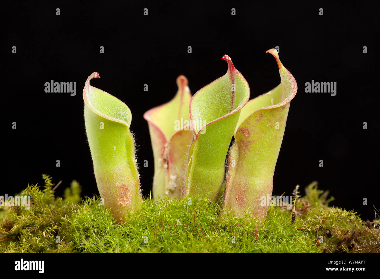 Sun pianta brocca (Heliamphora nutans X heterodoxa) ibrido, coltivati, nativo della Guiana Shield, Sud America Foto Stock