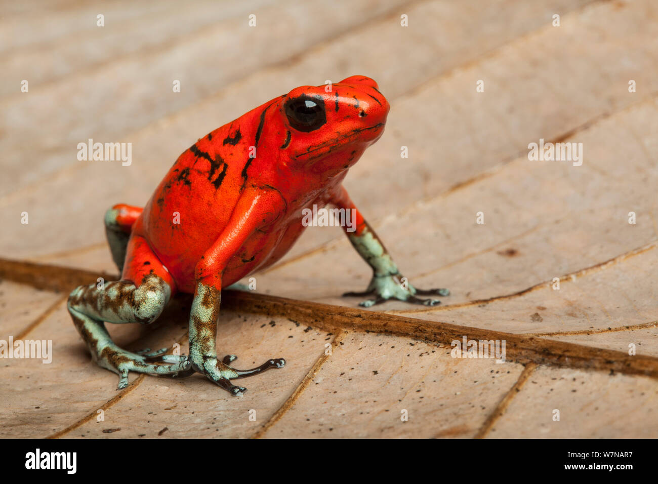 Arlecchino poison dart frog (Oophaga histrionica), captive, nativo di Ecuador Foto Stock