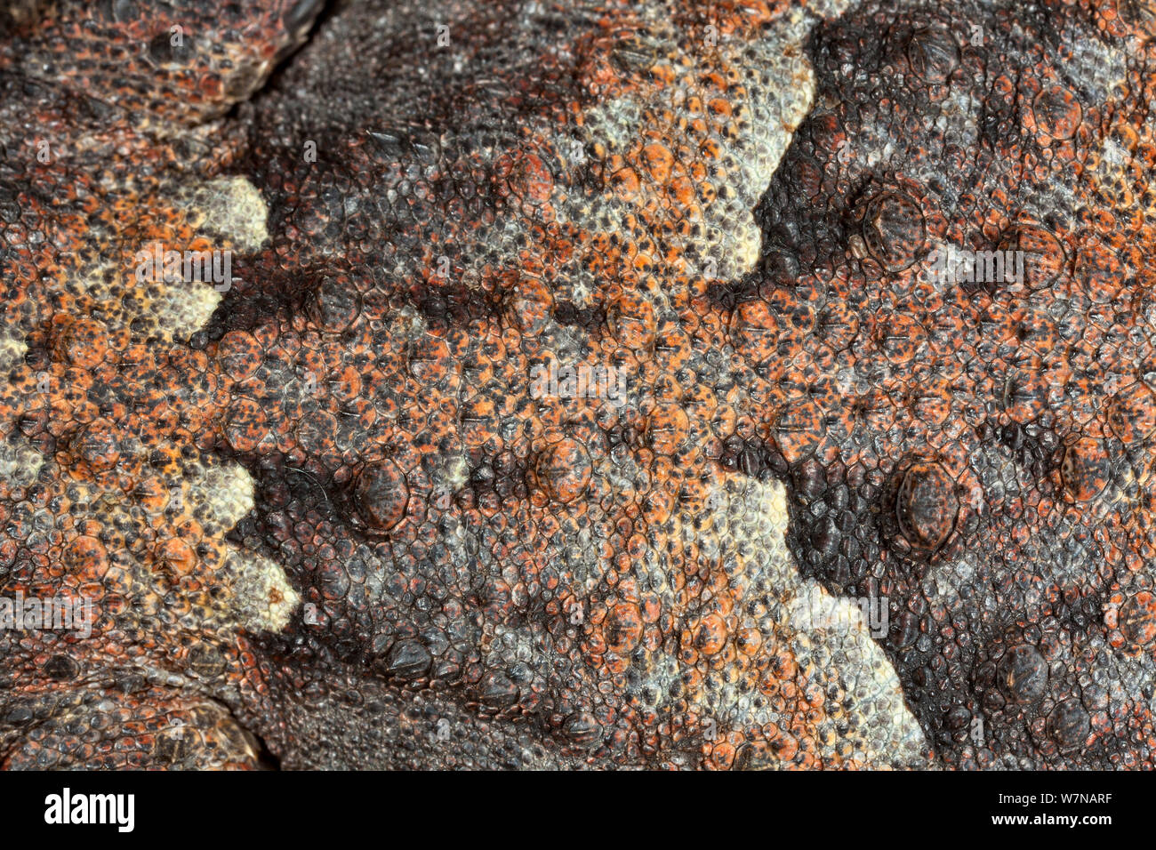 Close-up delle scale di un deserto cornuto lizard (Phrynosoma platyrhinos), captive, nativo di STATI UNITI D'AMERICA Foto Stock