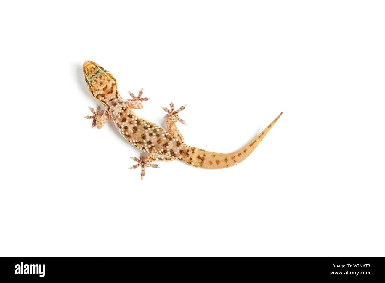 Bagno turco gecko (Hemidactylus turcicus), captive, avviene il Mediterraneo, con re-cresciuta la coda. Foto Stock