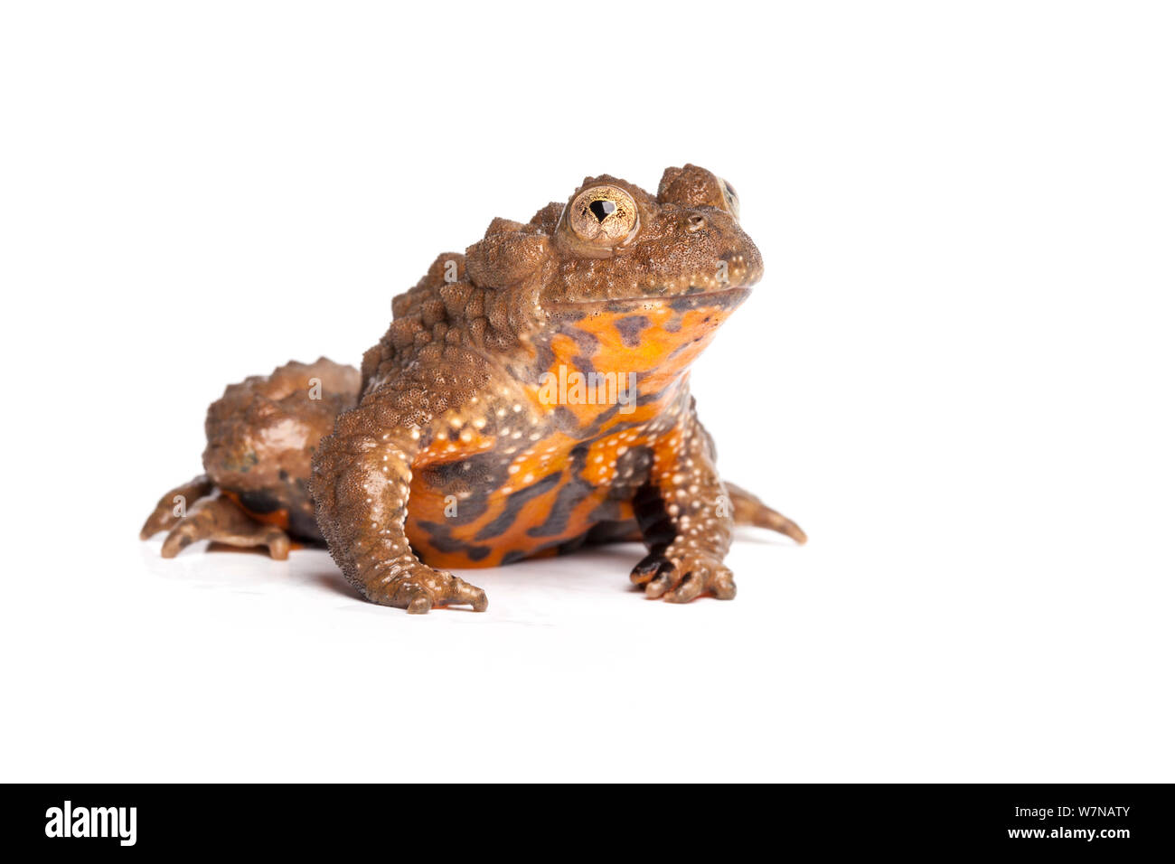 Giant fire-panciuto toad (Bombina maxima), captive, avviene in Cina Foto Stock