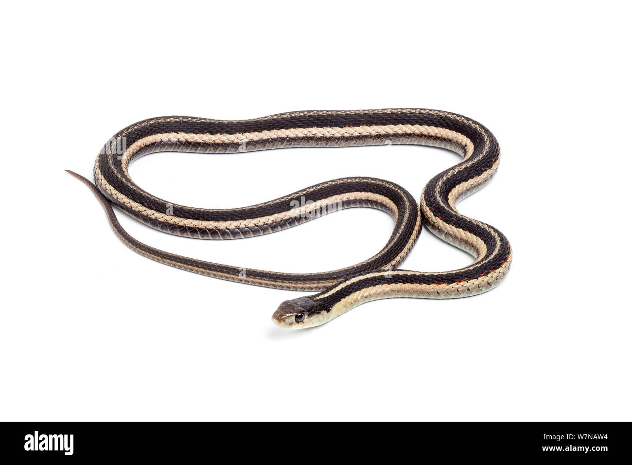 Giarrettiera orientale snake (Thamnophis sirtalis sirtalis), captive, avviene in America del Nord Foto Stock