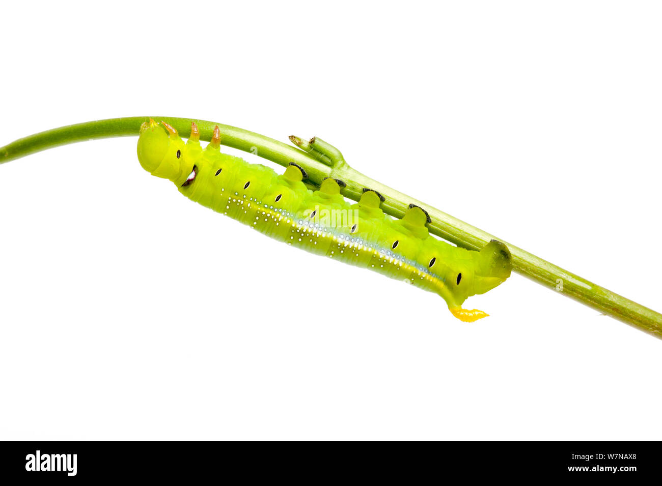 Oleandro hawkmoth (Daphnis nerii), larva, captive, avviene in Europa Foto Stock