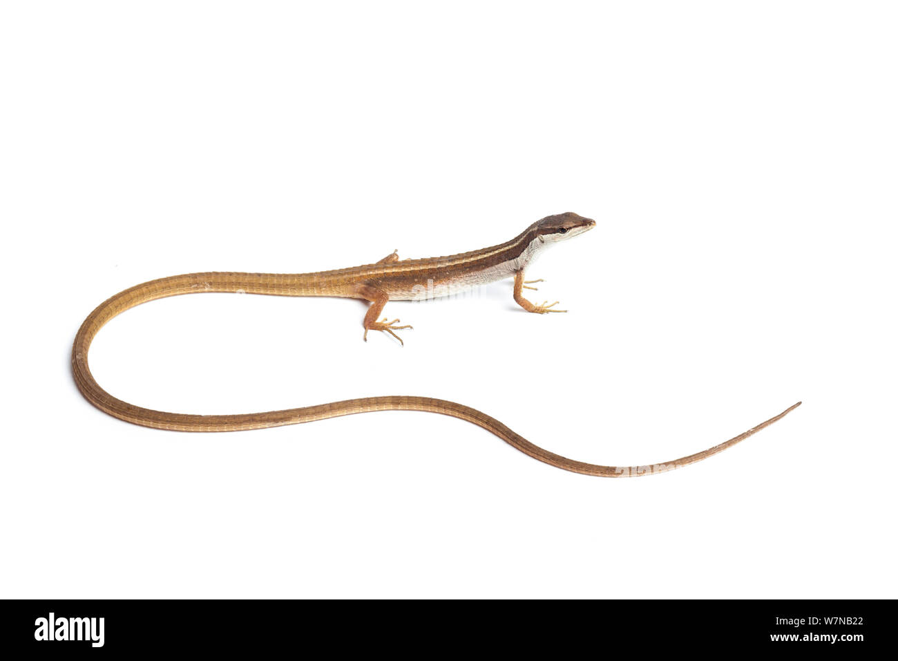 Sei rivestita di long-tailed lizard (Takydromus sexlineatus), captive, avviene il Sud Est asiatico Foto Stock