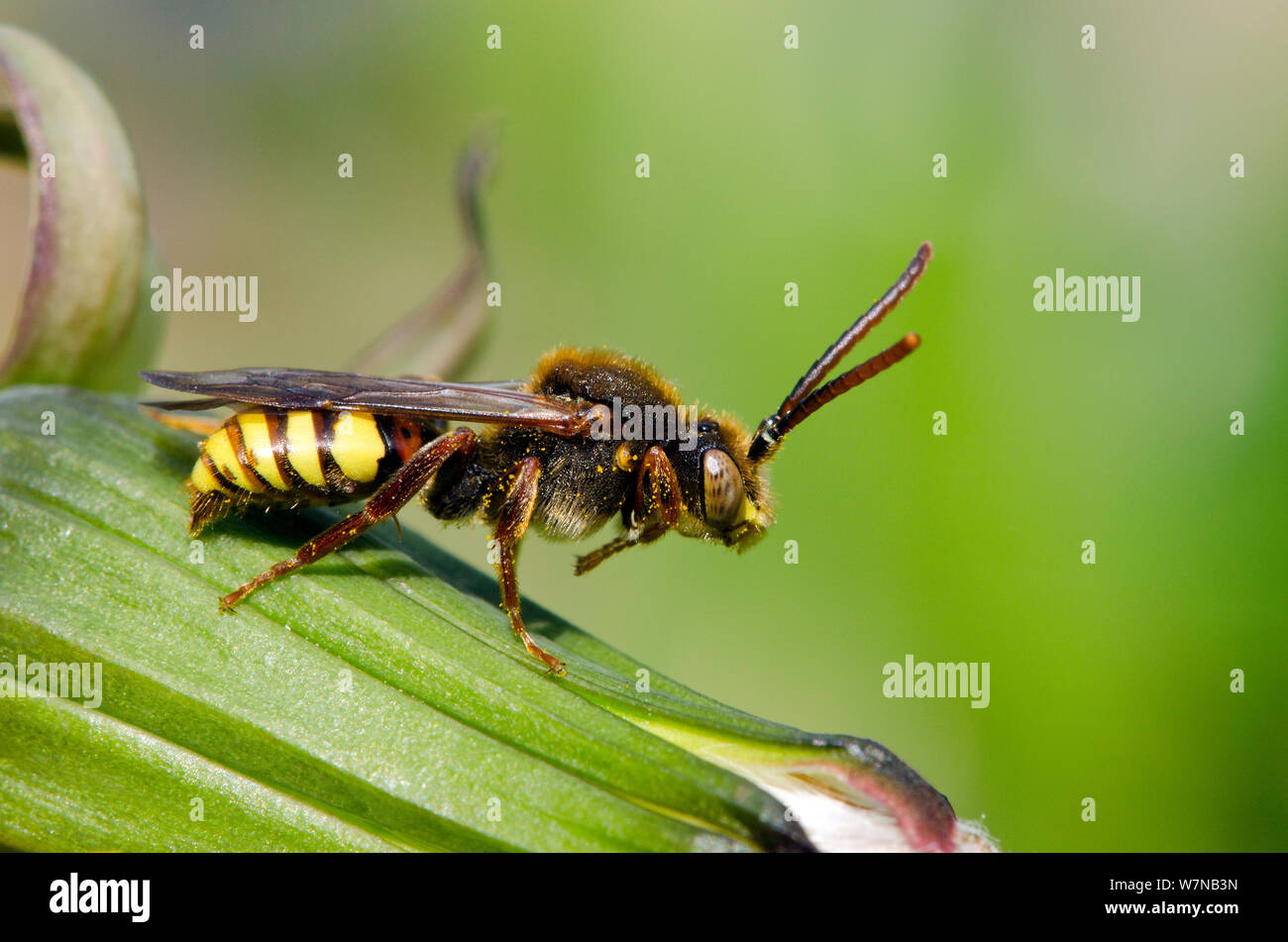 Il Nomad bee (Nomada flava) un "cucù bee' che depone le uova in nidi di varie API di Andrena, Herfordshire, England, Regno Unito, maggio Foto Stock