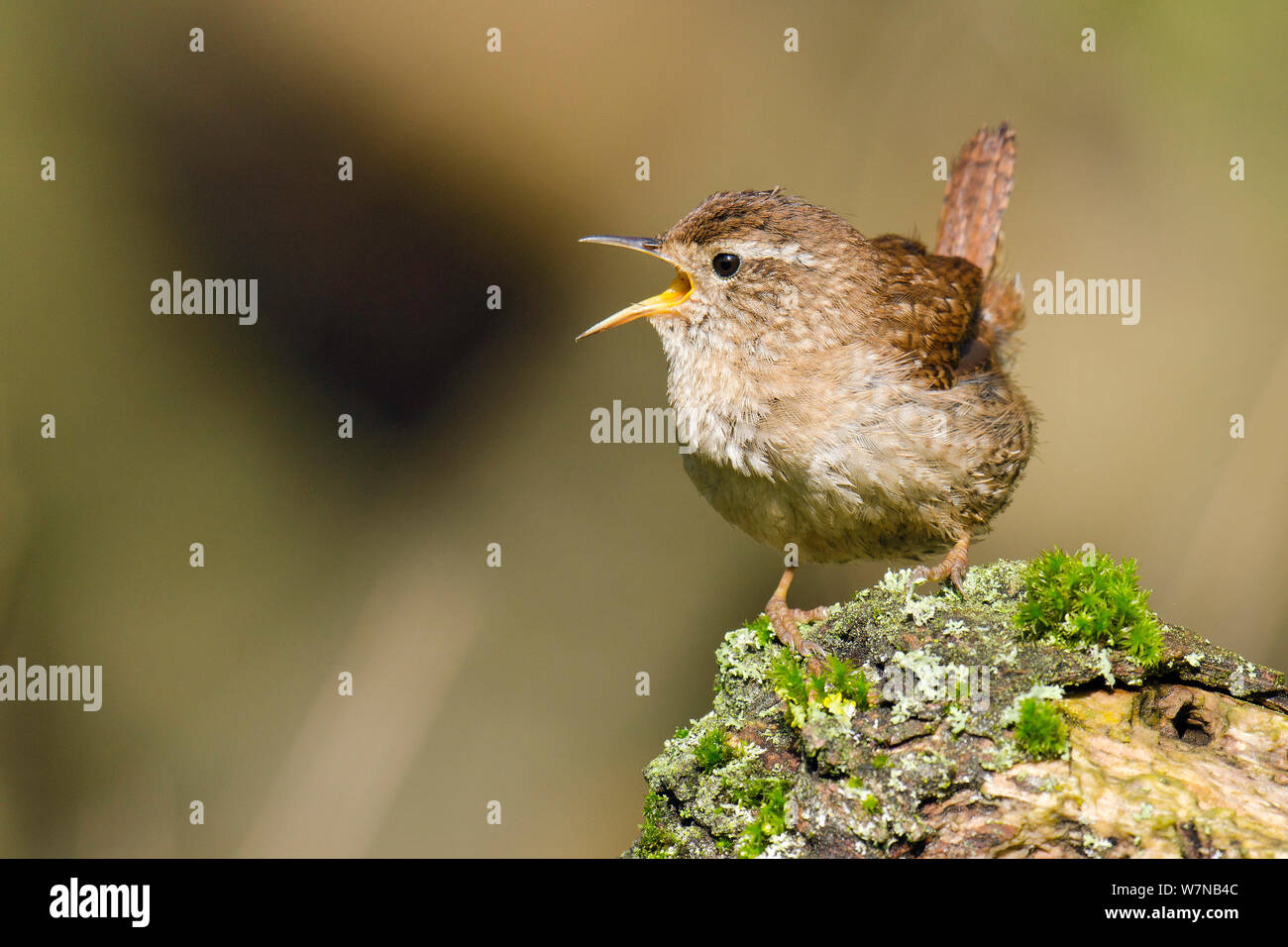 Wren (Troglodytes troglodytes) cantare dal ceppo di albero, Hertfordshire, Inghilterra, Regno Unito, Aprile Foto Stock