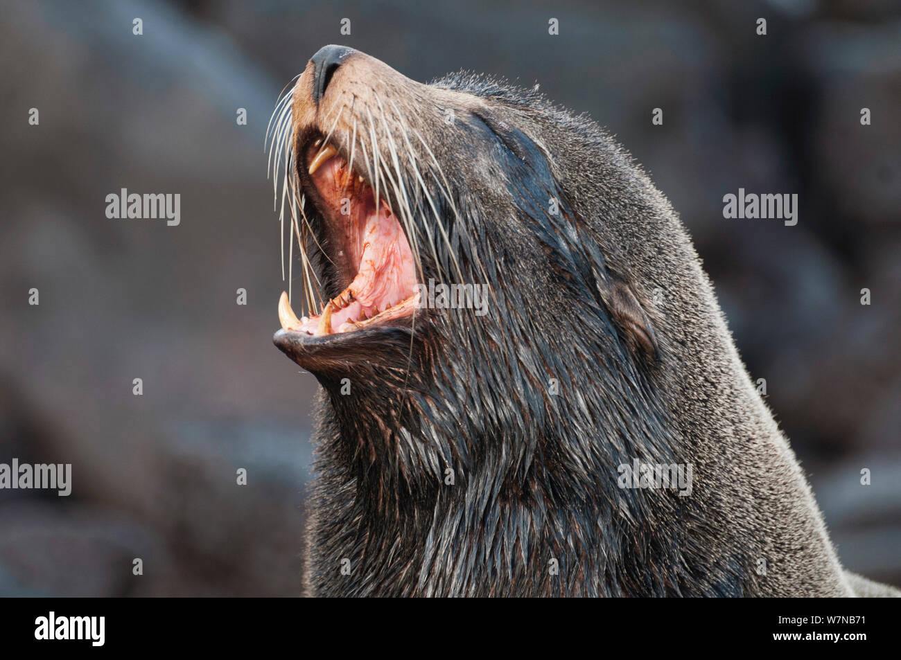 Le Galapagos pelliccia sigillo (Arctocephalus galapagoensis) territoriali di grandi dimensioni bull sbadigli. Costa Sud Cerro Azul (Cinco Cerros), Isabela, Isole Galapagos, Ecuador, Giugno. Foto Stock