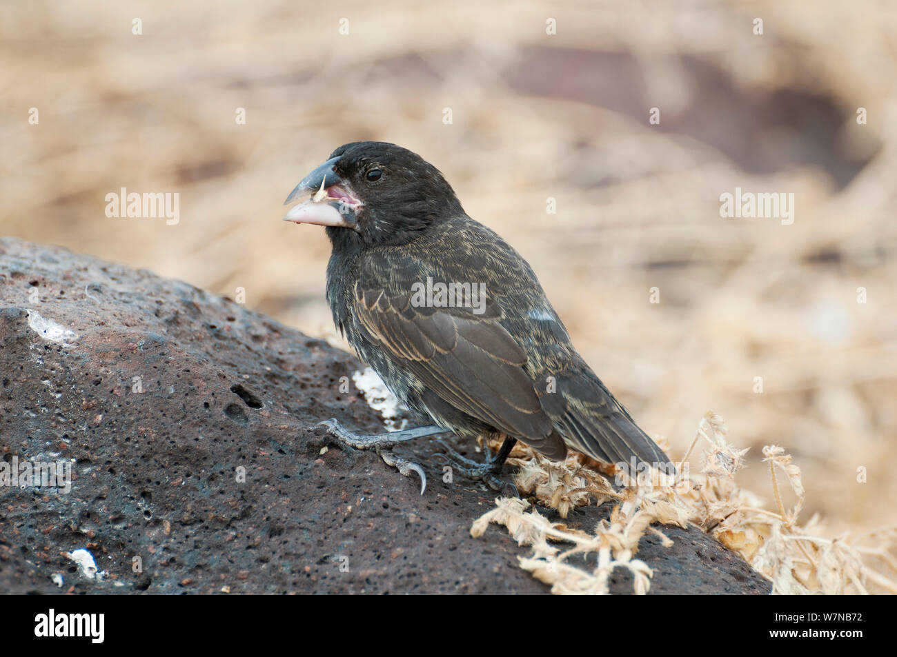 Grandi cactus finch (Geospiza conirostris), cracking aprire spinoso Trebulus blindato semi. All'Isola Espanola, Isole Galapagos, Ecuador, maggio. Foto Stock