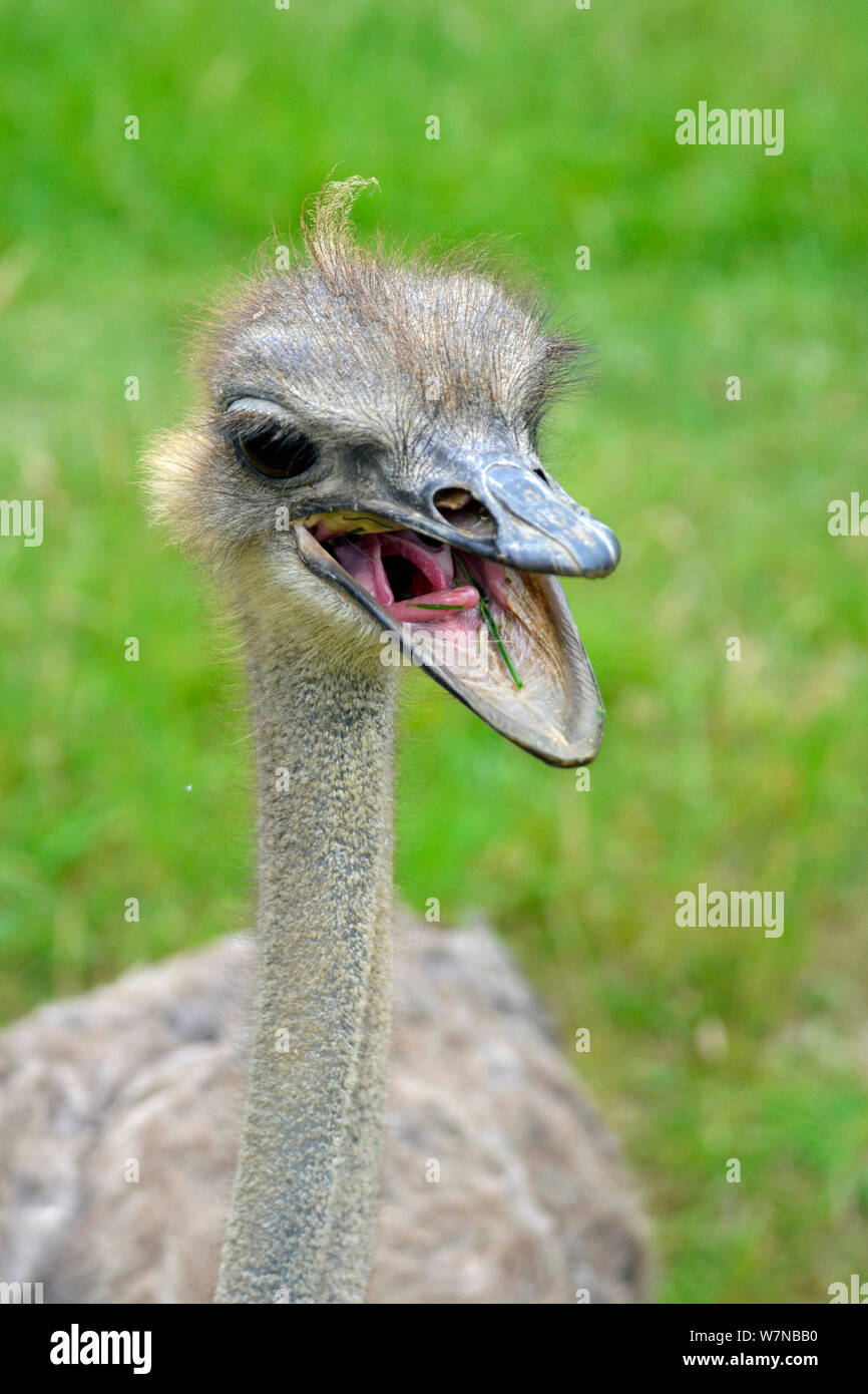 Struzzo con una bocca aperta a Cotswold Wildilfe Park, burford, England, Regno Unito Foto Stock