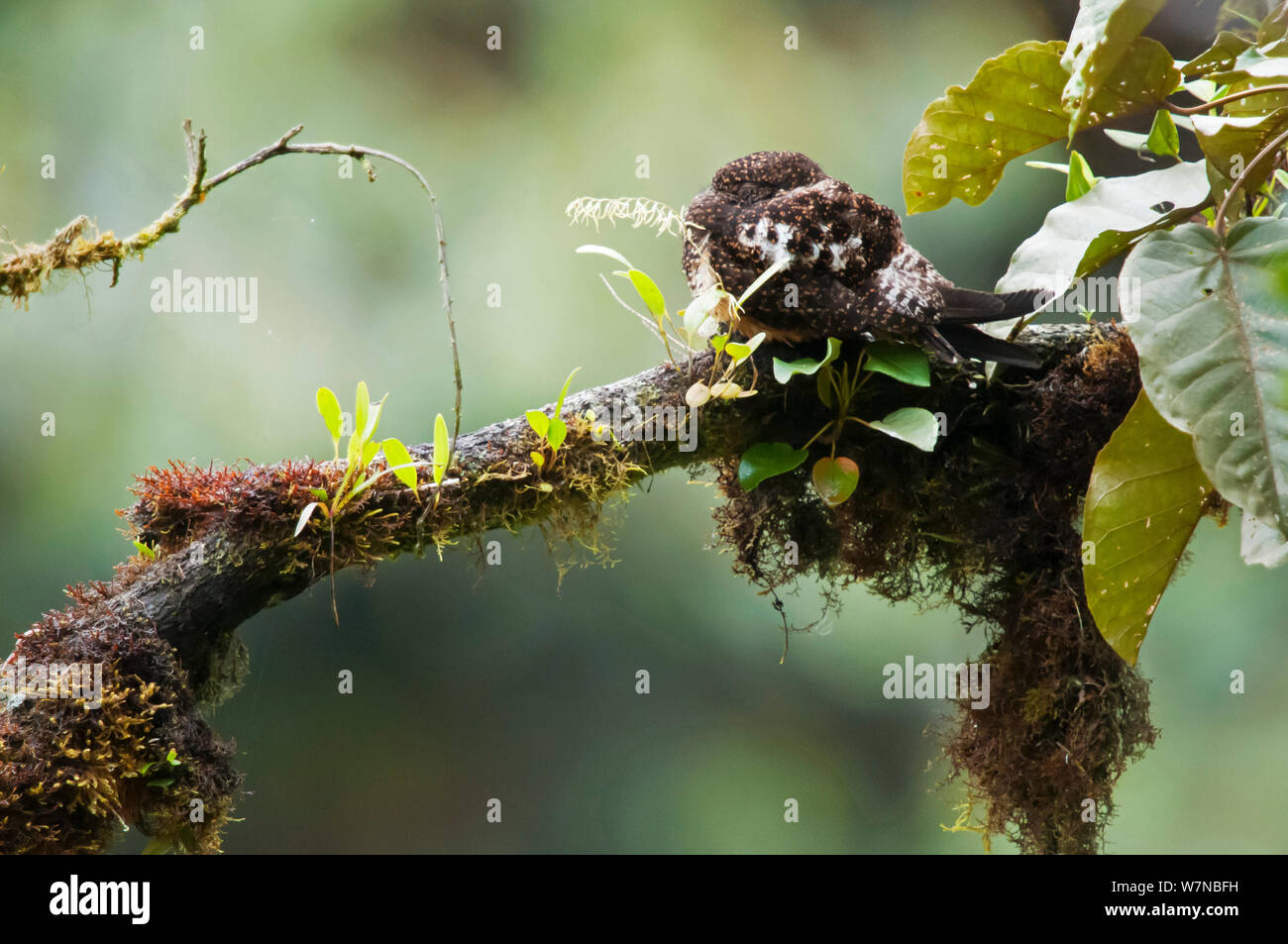 Rufous nightjar panciuto (Lurocalis rufiventris) Angel Paz riserva, Mindo regione andina, cloud forest, pendio ovest, Ande tropicali, Ecuador Foto Stock