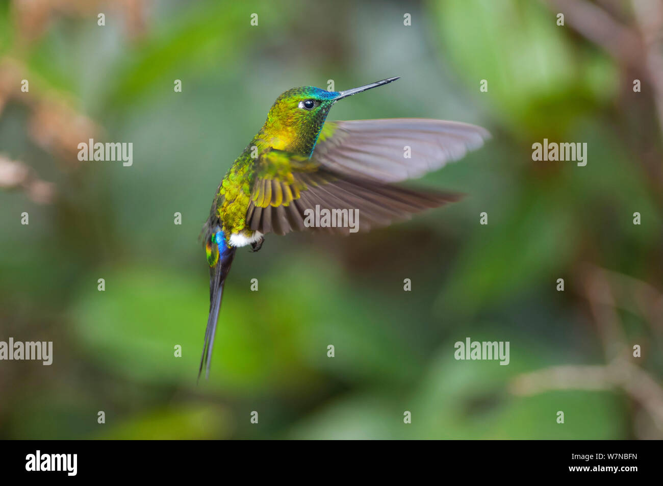 Sapphire-vented puffleg (Eriocnemis luciani) in volo, riserva Yanacocha, Jocotoco Foundation, 3,200m di altitudine sul pendio ovest del vulcano Pichincha, Andino cloud forest, Ecuador Foto Stock